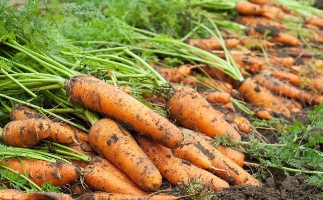 血液|胡萝卜和此物一起煮,加快血液循环,眼睛不近视,告别失眠困扰