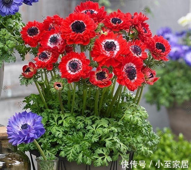 开花|盆栽花卉长得慢不开花,师傅教我两个方法,既科学又实用