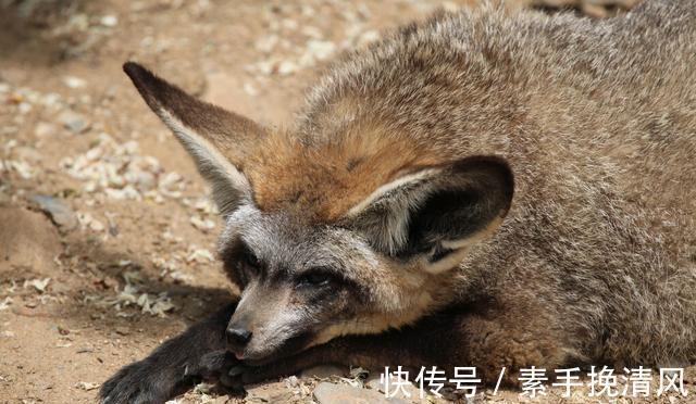 夜深人静#聊斋故事:预言