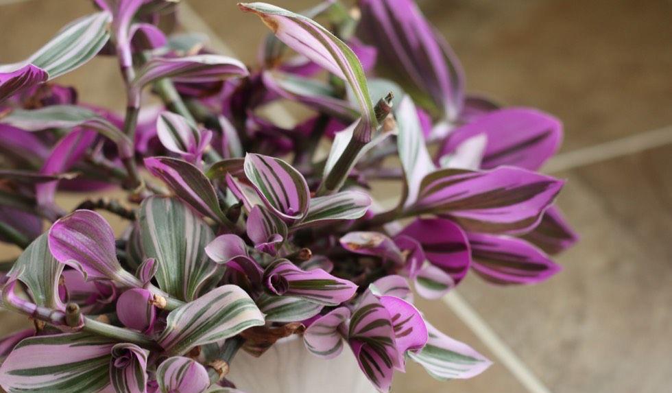 阳台上|4种可爱的吊兰,有的开花有的四季常绿,养阳台上很皮实很美丽