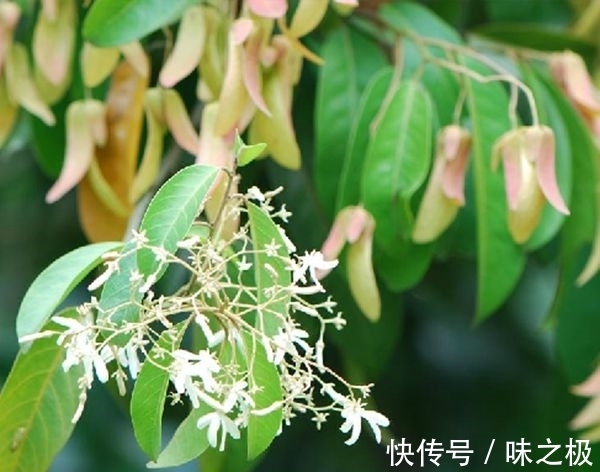 一叶|一花一世界，一叶一菩提——奇花异果青梅，花语文化赏花旅游