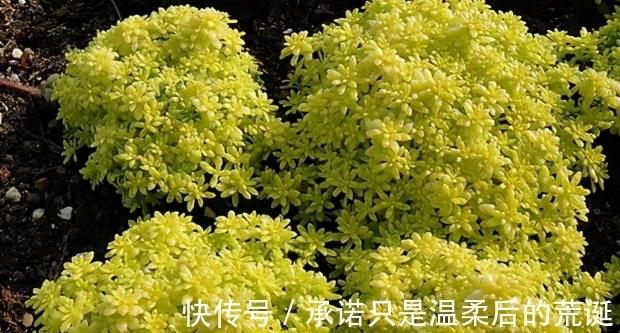 薄雪万年草|一款常被误认为“杂草”的多肉,薄雪万年草,总在野外成片长