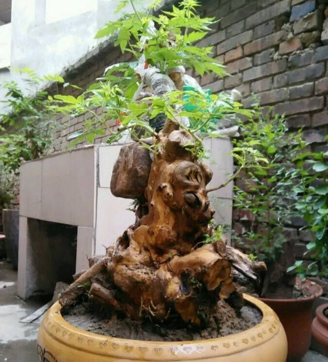 黄荆盆景老桩根部刚萌发的新芽到底要不要抹掉生桩和熟桩有区别