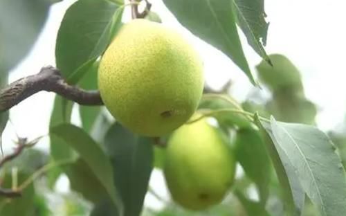 西瓜|子宫“不喜欢”的6种水果，秋季要尽量少吃，或让子宫更温暖