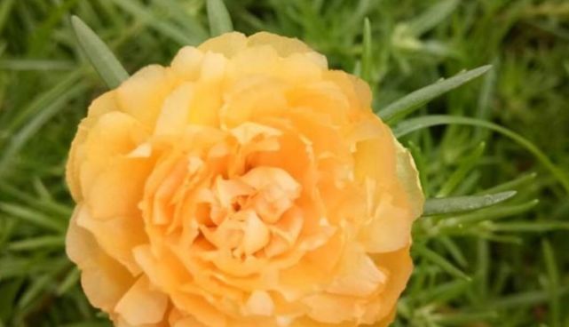 此花一开就是365天，便宜好养又好看，沾土就活，不会养花就养它