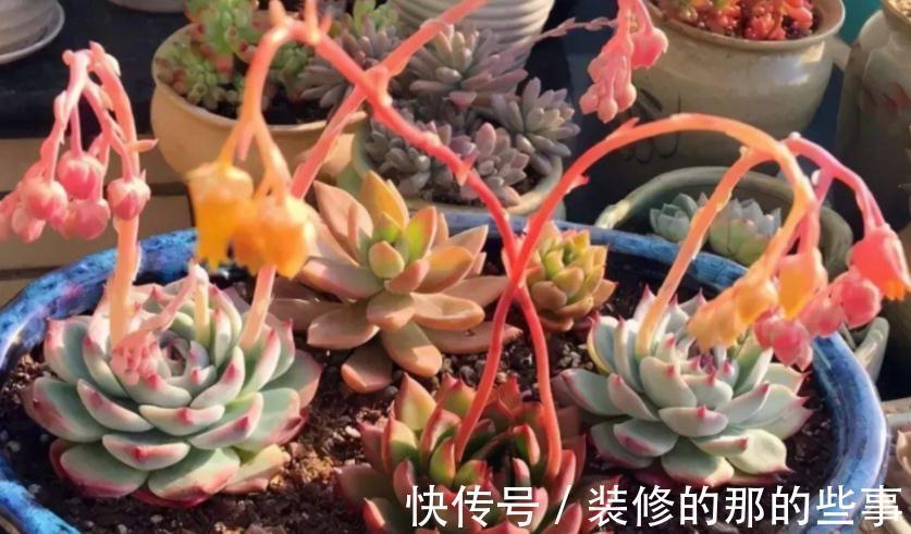 多肉长花箭算不算正常,该怎么处理?