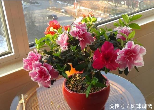 酸性|比牡丹还漂亮,人称“开花机器”,还是世界名花,放家里倍有面