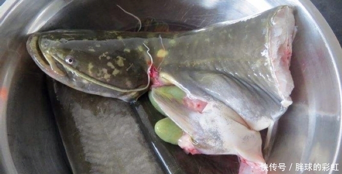被“误会”最深的鱼,1斤4元无人吃,却比鲤鱼好吃比鲫鱼营养