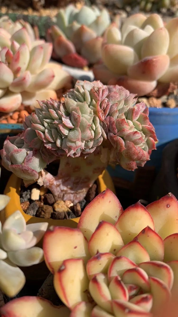 半年时间,多肉从3盆发展到600盆,入坑切莫太心急!