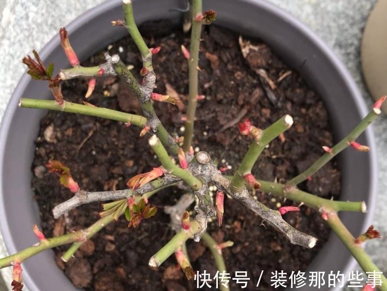 株苗|天气时冷时热,养花别急着干3件事,不然盆栽很难安然过8月