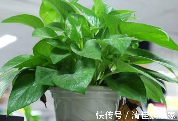 花卉|养绿萝、君子兰做好关键几点，不黄叶不烂根，叶子油绿，年年开花