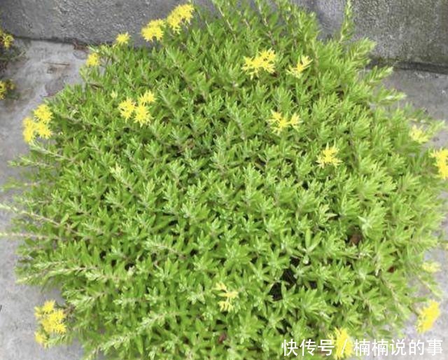 野外4种“野盆栽”,随便挖回家一棵,漂亮无比,省下买花钱