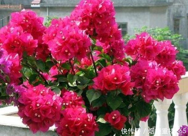 4种漂亮花,个个美得冒泡,现在养正合适,直接开成花海