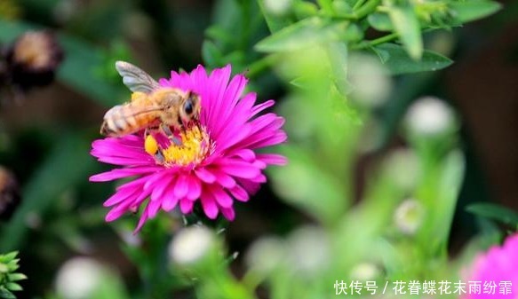 植物要开花,肥料来当家,教你几招,学会就能养好花,花开爆盆