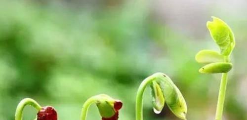 养花|判断花土是酸性还是碱性,知道这四个细节,尤其第一点养花太好用