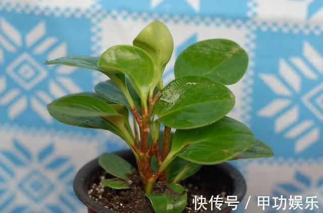叶片油绿肥厚的豆瓣绿,夏季养护有技巧,不黄叶不烂根