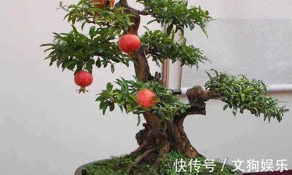 这2种“富贵树”不用买,掰1根“枝条”插沙里,20天猛冒“绿芽”