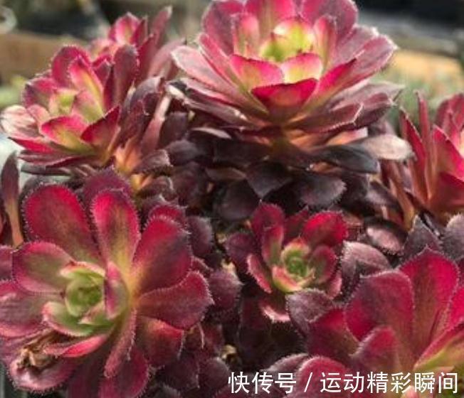 万圣节法师|养多肉这些法师一定要养,便宜又好看,关键是新手也能养出状态