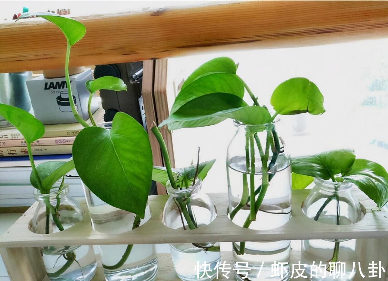 农历九月十八霜降后,养什么花?家里养3种花,生活如意身体康健