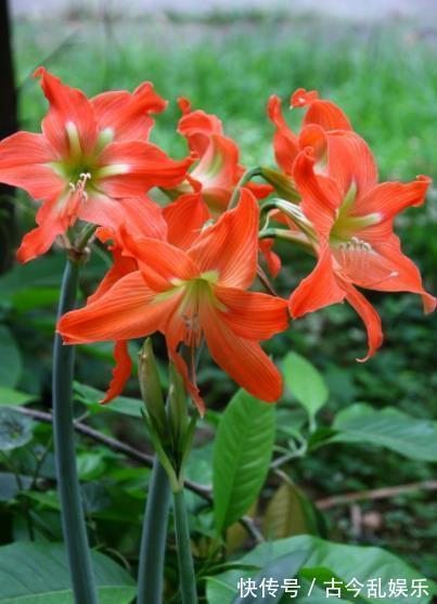 国庆之前,5种花养一盆正当时,枝繁叶茂,冬春早开花