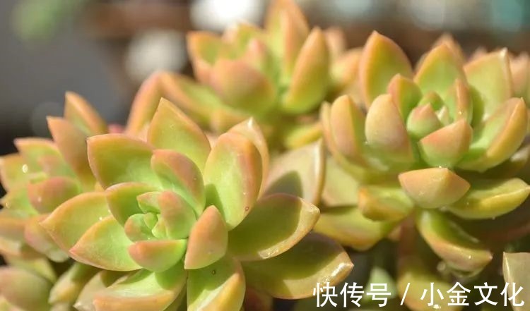 以阳光为滤镜,蓝天为背景,期待拥抱春天,拥抱自然!