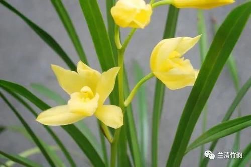 兰花怎么养：四季兰花的养殖方法和注意事项