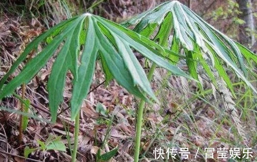 兔伞|乡下野草看起来像一把破伞，但很值钱，当你遇到它请珍惜