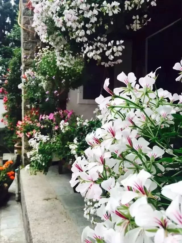 天下风物——《中国最美的尼姑庵，不烧香只种花！（一）》风光题照