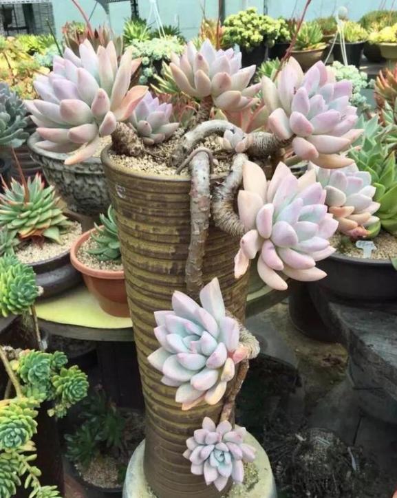 新手小白养殖多肉植物,想要个个长爆盆需多注重5个小技巧