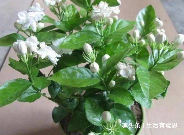 给3种花“喂点醋”,15天喂“1次”,枝叶乱窜,花朵挤爆盆!