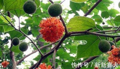 回家|你见过构树吗价值高作用多,见到可以把叶子采回家
