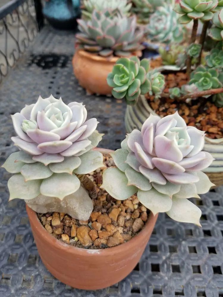 养肉三年，分享养肉经验，谈谈适合逆开挂区的多肉！