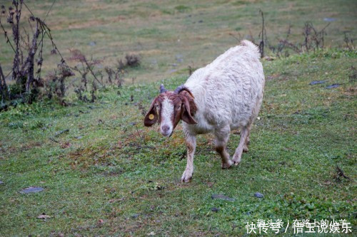 秦岭山中藏着一片草原，牛羊成群却不见主人放养，风景不输新疆