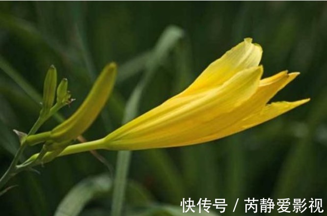 菜花|种植黄花菜，强身健体，掌握四点，种出健康营养的黄花菜来