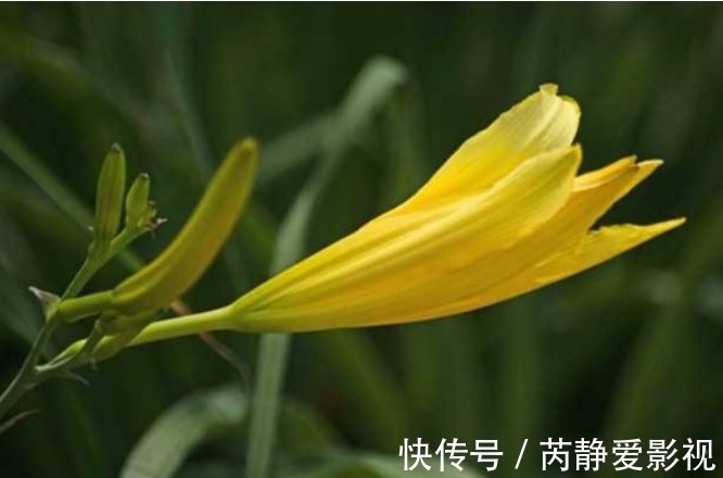 菜花|种植黄花菜,强身健体,掌握四点,种出健康营养的黄花菜来