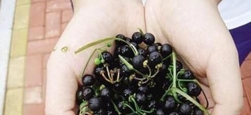 这种花是“解毒高手”,家里养一盆,再也不怕“小病小灾”