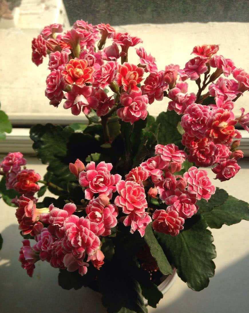 蟹爪兰|八月适合入手“6种花”,好养又漂亮,天气转凉更利于开花