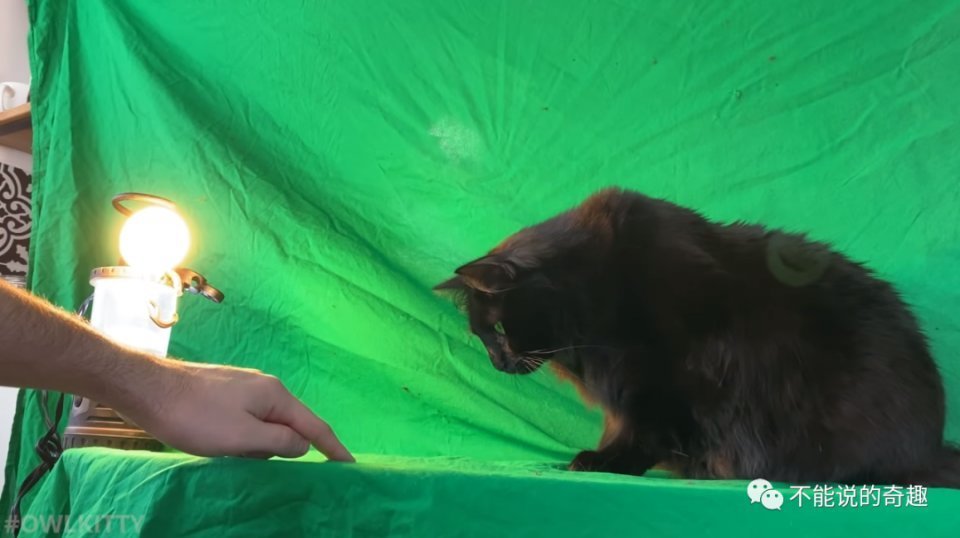 |拳拳到肉,情节可紧张可搞笑,美国夫妻将家猫放进各式电影超有趣