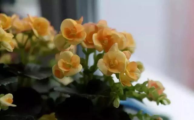 此物在农村满大街都是，却没人要，带点回家，养花的神器