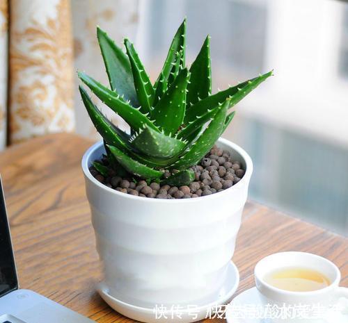 花花|卧室养花选它，人养花花也养人，空气清新改善睡眠，值得拥有！