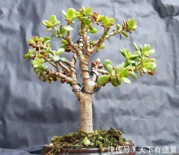  浇水|家里养3种花，不能多浇水，否则黄叶又烂根！