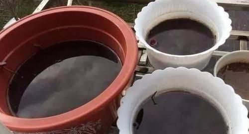  蚯蚓粪|绿萝叶子小、长得稀稀拉拉，用上3种水，叶绿枝壮，一个月长爆盆