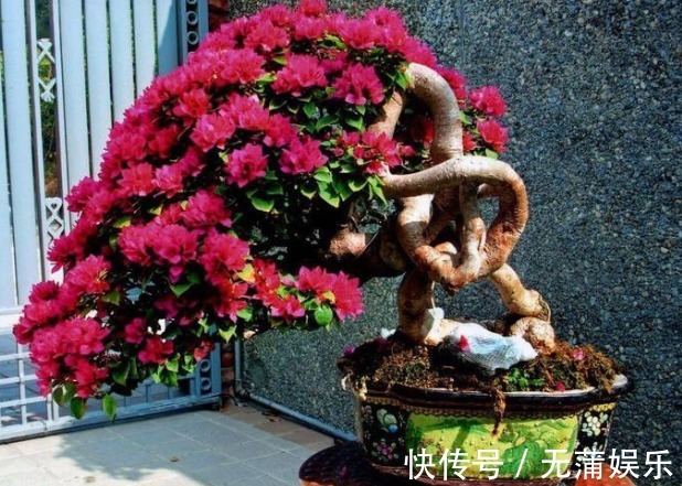 夏天养三角梅,花前、花后浇水很关键,做对了,才能花开满树