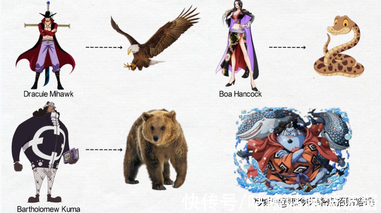 外观|海贼王：角色外观属性符合哪些动物特征，竟然有人还是双修（上）