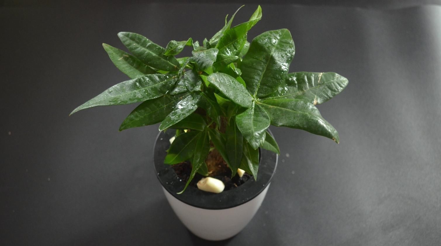 花盆里放瓣大蒜, 没想到作用这么大, 看完你会感谢我的