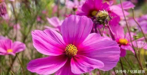 喜欢养花,不妨试试这几款,花朵开爆盆,花色绚丽多彩