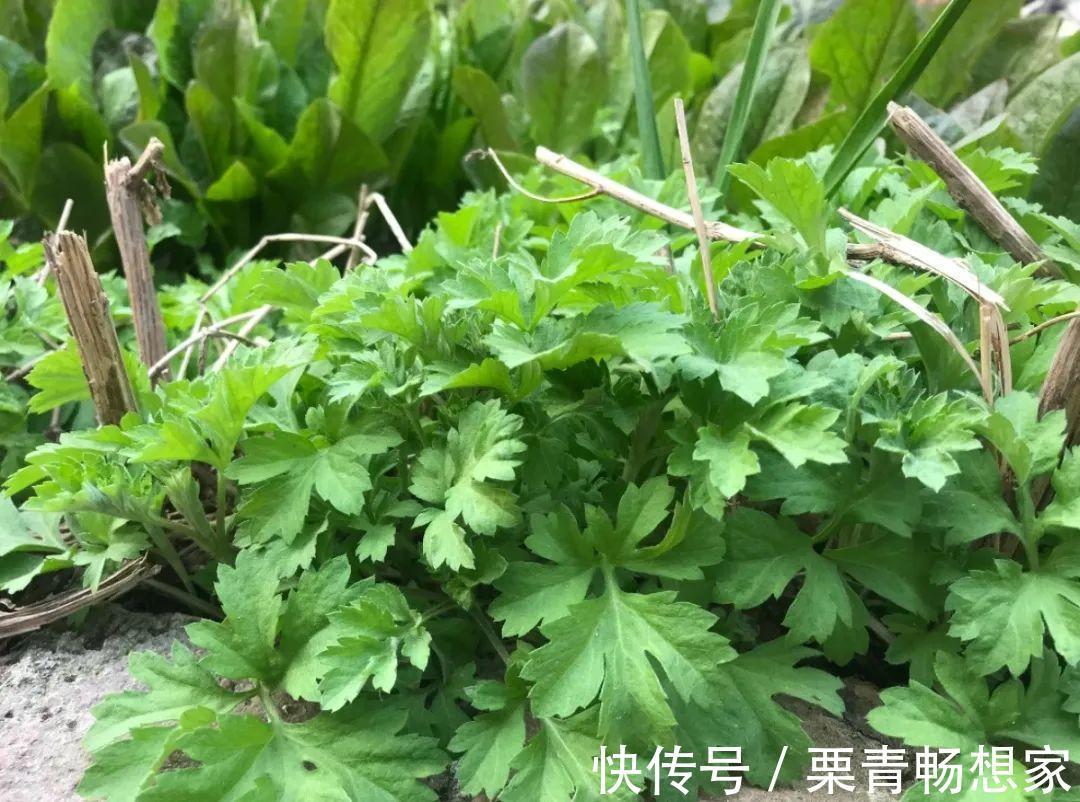 薄荷|7种花插土里,立马长满院子,蚊虫不敢靠近!