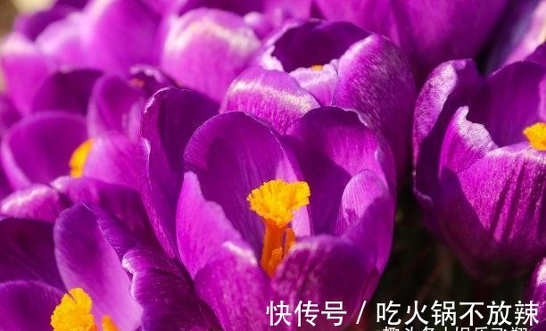 喜运|未来6天,桃花飞舞,钱财无忧,天降喜运,交出真心,多金多福