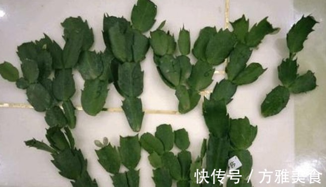 量天尺|还花什么钱买蟹爪兰,用上养花高手的方法,不花一毛钱就能养出来