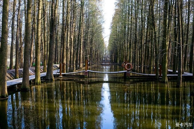 中年|春暖花开游江南-千垛景区水上森林之旅